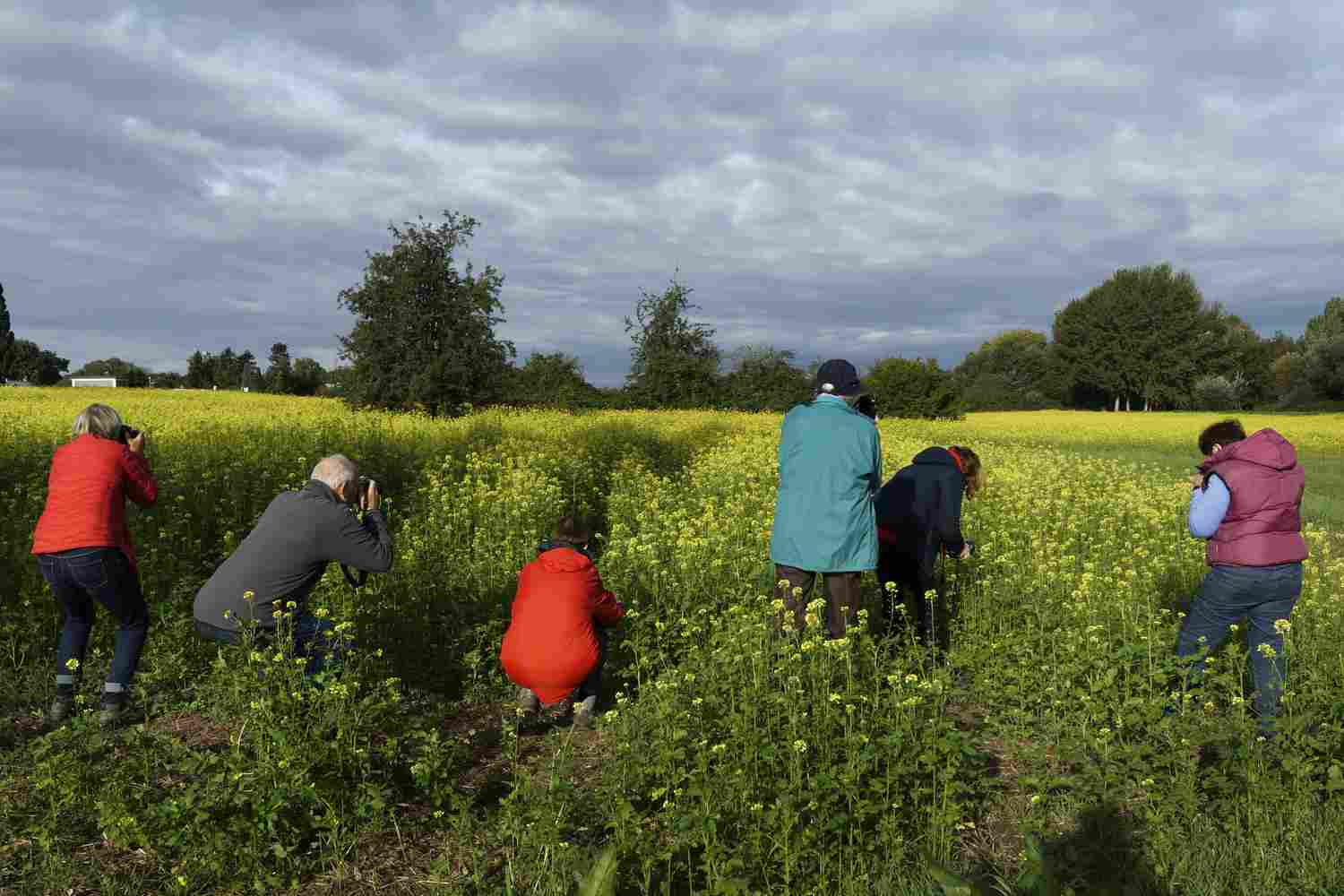 Kursteilnehmer fotografieren ein Rapsfeld